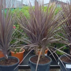 Cordyline (Cordyline Australis 'Atropurpurea') 7 Cordyline (Cordyline Australis 'Atropurpurea') -Aanbiedingen Bloem Land Winkel 094cordylineaus.atropurpurea 8