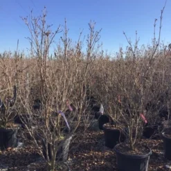 Kornoelje (Cornus Kousa 'Schmetterling') 11 Kornoelje (Cornus Kousa 'Schmetterling') -Aanbiedingen Bloem Land Winkel 12