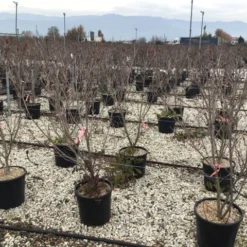 Kornoelje (Cornus Kousa 'Schmetterling') 10 Kornoelje (Cornus Kousa 'Schmetterling') -Aanbiedingen Bloem Land Winkel 13