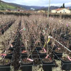 Kornoelje (Cornus Kousa 'Schmetterling') 9 Kornoelje (Cornus Kousa 'Schmetterling') -Aanbiedingen Bloem Land Winkel 14