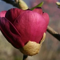 Beverboom (Magnolia 'Black Tulip') -Aanbiedingen Bloem Land Winkel 140666 1 m black tulip 385