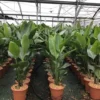 Paradijsvogelplant (Strelitzia Nicolai) -Aanbiedingen Bloem Land Winkel 1 1