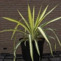 Palmlelie (Yucca Flaccida 'Golden Sword') -Aanbiedingen Bloem Land Winkel 20040829222642 1