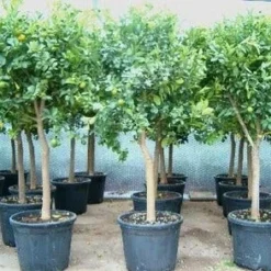 Calamondino (Citrus Calamondino)