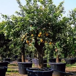 Citroen (Citrus Lemonium) -Aanbiedingen Bloem Land Winkel 20050830212019 4