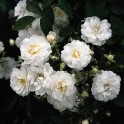 Miniklimroos (Rosa 'Guirlande D'Amour') -Aanbiedingen Bloem Land Winkel 20060518173342 1