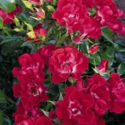 Miniklimroos (Rosa 'Rambling Rosie') -Aanbiedingen Bloem Land Winkel 20060522132020 1