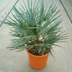 Dwergpalm (Chamaerops Humilis 'Cerifera') -Aanbiedingen Bloem Land Winkel 20060622161932 2