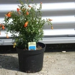 Granaatappel Als Struik (Punica Granatum) -Aanbiedingen Bloem Land Winkel 20070801142819 7