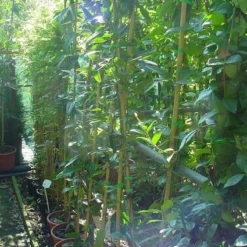 Bosrank, Groenblijvend (Clematis Armandii) -Aanbiedingen Bloem Land Winkel 20070814193958 5 1