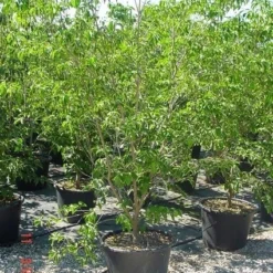 Amerikaanse Kornoelje (Cornus Florida 'Rubra') -Aanbiedingen Bloem Land Winkel 20070816191341 7