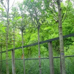 Kweepeer (Cydonia Oblonga) 11 Kweepeer (Cydonia Oblonga) -Aanbiedingen Bloem Land Winkel 20070907160839 5