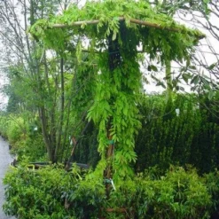 Blauwe Regen (Wisteria Sinensis) -Aanbiedingen Bloem Land Winkel 20071130090736 20
