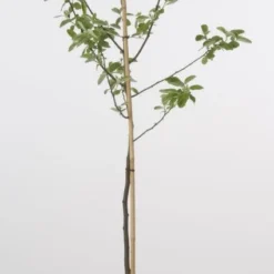 Kweepeer (Cydonia Oblonga) 10 Kweepeer (Cydonia Oblonga) -Aanbiedingen Bloem Land Winkel 20080417145544 2