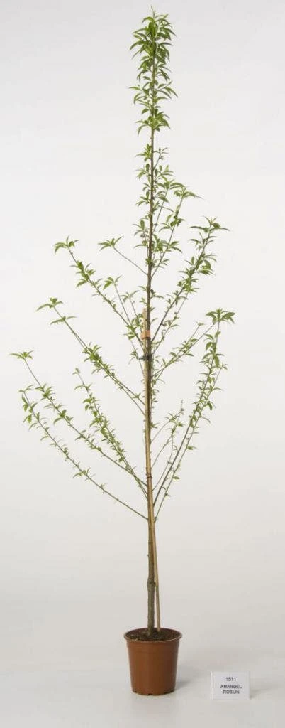 Amandelboom (Prunus Dulcis) 4 Amandelboom (Prunus Dulcis) - Afbeelding 2