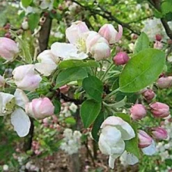 Sierappel (Malus 'Evereste') -Aanbiedingen Bloem Land Winkel 20080519145038 10