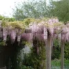 Blauwe Regen, Roze (Wisteria Floribunda 'Rosea') -Aanbiedingen Bloem Land Winkel 20080618102844 11