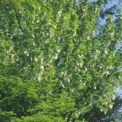 Zakdoekjesboom (Davidia Involucrata) 9 Zakdoekjesboom (Davidia Involucrata) -Aanbiedingen Bloem Land Winkel 20080714131829 5