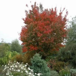 Japanse Sierkers (Prunus Sargentii) -Aanbiedingen Bloem Land Winkel 20080730122801 5