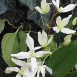 Bosrank, Groenblijvend (Clematis Armandii) -Aanbiedingen Bloem Land Winkel 20081120135411 5 1