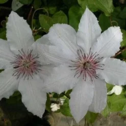 Bosrank (Clematis 'Snow Queen') -Aanbiedingen Bloem Land Winkel 20081120141931 1 1