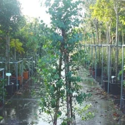 Winterharde Gomboom (Eucalyptus Gunnii) -Aanbiedingen Bloem Land Winkel 20090522152550 5