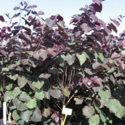 Judasboom Als Struik (Cercis Canadensis 'Forest Pansy') -Aanbiedingen Bloem Land Winkel 20091126092410 6