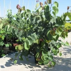 Chinese Judasboom (Cercis Chinensis 'Avondale') 20 Chinese Judasboom (Cercis Chinensis 'Avondale') -Aanbiedingen Bloem Land Winkel 20091127153204 5