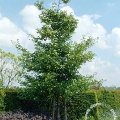 Meidoorn Als Boom (Crataegus Persimilis 'Splendens') -Aanbiedingen Bloem Land Winkel 20091221124141 10
