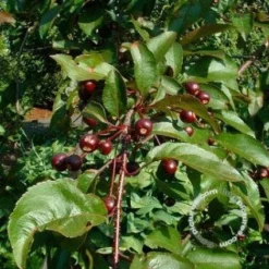 Sierappel (Malus 'Liset') -Aanbiedingen Bloem Land Winkel 20091222112959 8