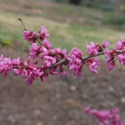 Aanbiedingen Bloem Land Winkel -Aanbiedingen Bloem Land Winkel 20091230142622 5