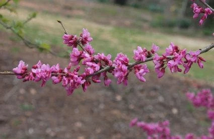 Chinese Judasboom (Cercis Chinensis 'Avondale') 4 Chinese Judasboom (Cercis Chinensis 'Avondale') - Afbeelding 2