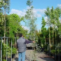 Winterharde Gomboom (Eucalyptus Gunnii) -Aanbiedingen Bloem Land Winkel 20100217171043 5