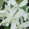 Bosrank, Groenblijvend (Clematis Armandii 'Snowdrift') -Aanbiedingen Bloem Land Winkel 20100218143418 3 1