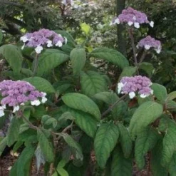Fluweelhortensia (Hydrangea Aspera 'Macrophylla') -Aanbiedingen Bloem Land Winkel 20100712173558 6