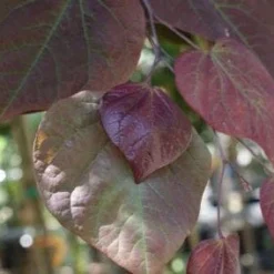 Judasboom Als Struik (Cercis Canadensis 'Forest Pansy') -Aanbiedingen Bloem Land Winkel 20100720150724 6