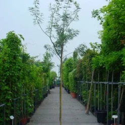 Mimosa Als Boom (Acacia Dealbata) -Aanbiedingen Bloem Land Winkel 20100906111726 7