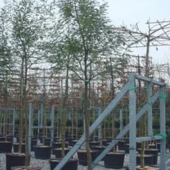 Mimosa Als Boom (Acacia Dealbata) -Aanbiedingen Bloem Land Winkel 20100906111736 6