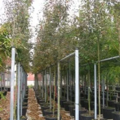 Krentenboom (Amelanchier Arborea 'Robin Hill') -Aanbiedingen Bloem Land Winkel 20101209111140 10