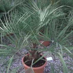 Geleipalm (Butia Capitata) -Aanbiedingen Bloem Land Winkel 20101209131859 6