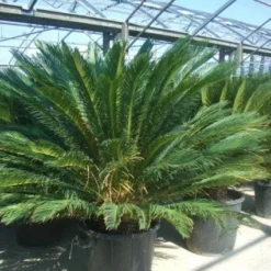 Cycaspalm (Cycas Revoluta) -Aanbiedingen Bloem Land Winkel 20101212150045 5