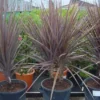Cordyline (Cordyline Australis 'Atropurpurea') -Aanbiedingen Bloem Land Winkel 20101213093508 8
