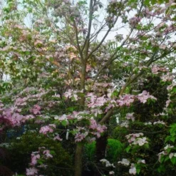 Amerikaanse Kornoelje (Cornus Florida 'Rubra') -Aanbiedingen Bloem Land Winkel 20101213094837 7