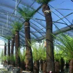 Boomvaren (Dicksonia Antarctica) 16 Boomvaren (Dicksonia Antarctica) -Aanbiedingen Bloem Land Winkel 20101213133314 11