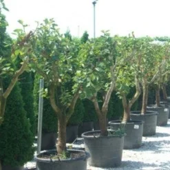 Kaki (Diospyros Kaki) 17 Kaki (Diospyros Kaki) -Aanbiedingen Bloem Land Winkel 20101213150225 8