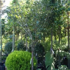 Kaki (Diospyros Kaki) 16 Kaki (Diospyros Kaki) -Aanbiedingen Bloem Land Winkel 20101213150233 8