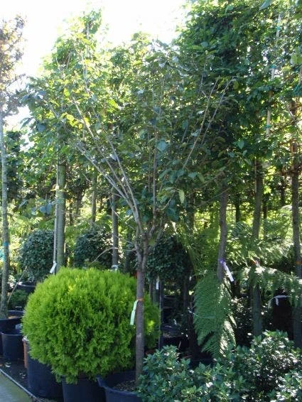 Kaki (Diospyros Kaki) 6 Kaki (Diospyros Kaki) - Afbeelding 4