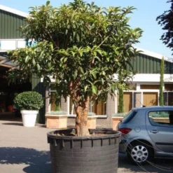 Japanse Mispel (Eriobotrya Japonica) -Aanbiedingen Bloem Land Winkel 20101213154517 7