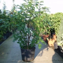 Vijg (Ficus Carica) -Aanbiedingen Bloem Land Winkel 20101215105457 10