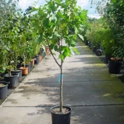 Vijg Op Stam (Ficus Carica) 17 Vijg Op Stam (Ficus Carica) -Aanbiedingen Bloem Land Winkel 20101215110043 8